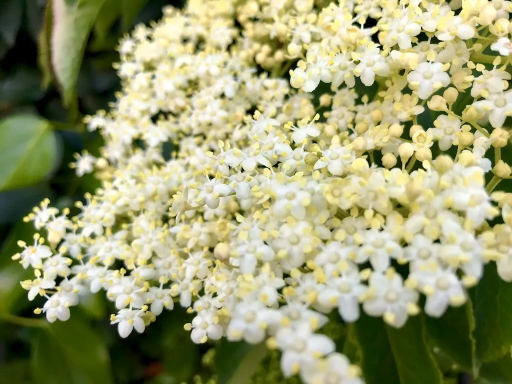 Sambucus nigra - Online Flower Garden Sambucus nigra