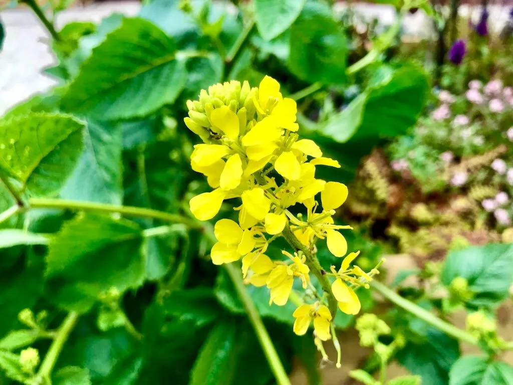 Sinapis arvensis - Charlock