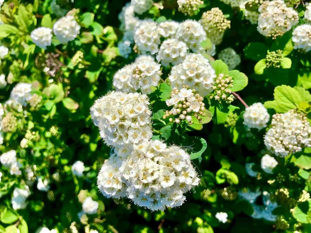 Spiraea Arguta-1 - Online Flower Garden Spiraea x'Arguta'
