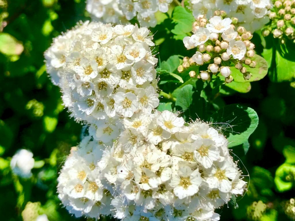 Spiraea Arguta - Online Flower Garden Spiraea x 'Arguta'