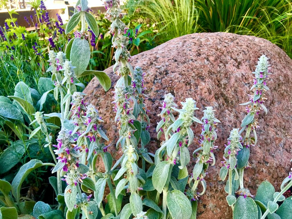 Stachys byzantina-1 - Online Flower Garden Stachys byzantina