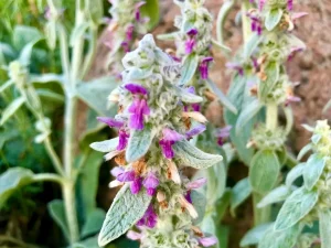 Stachys byzantina