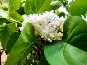 Syringa vulgaris 'Madame Lemoine'