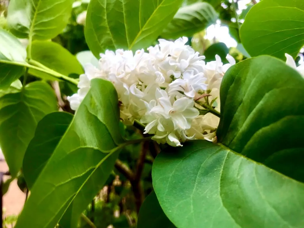 Syringa vulgaris 'Madame Lemoine'