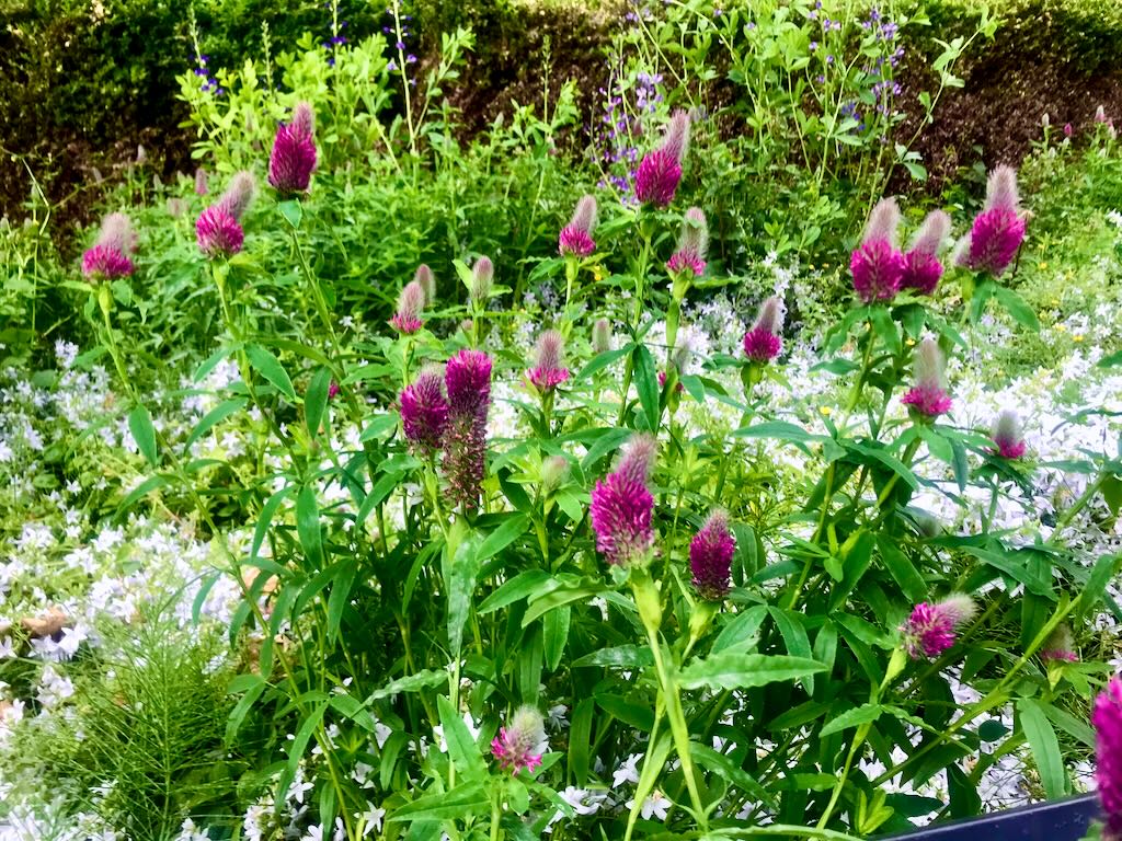 Trifolium rubens-1 - Online Flower Garden Trifolium rubens