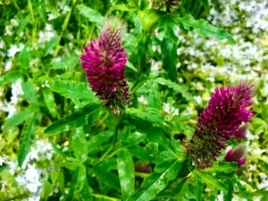 Trifolium rubens