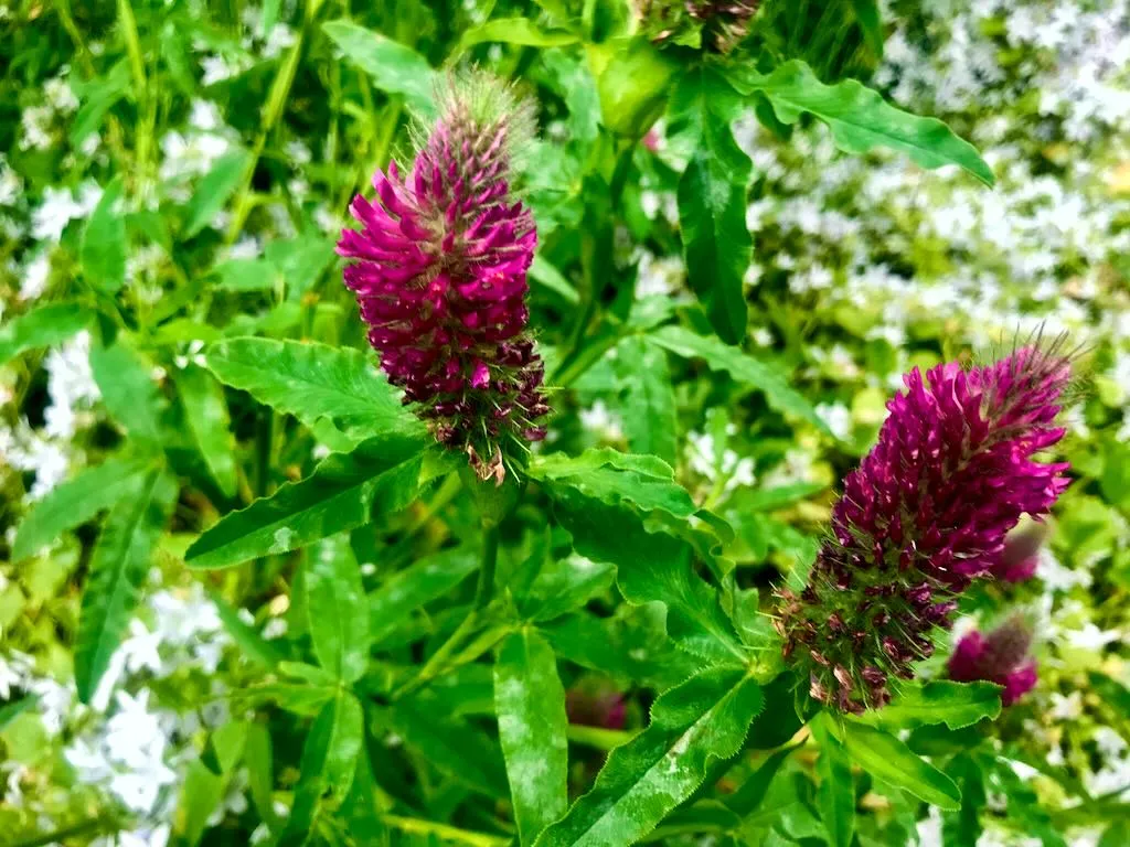 Trifolium rubens - Online Flower Garden Trifolium rubens