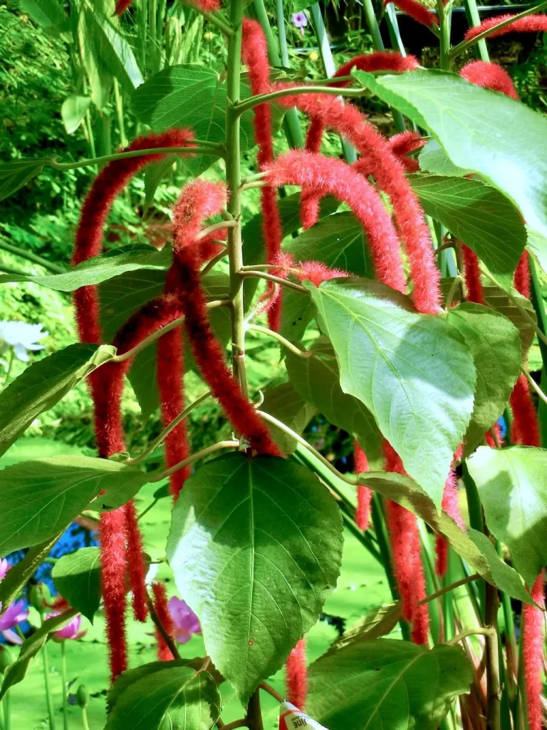 Acalypha hispida-1 - Online Flower Garden Acalypha hispida