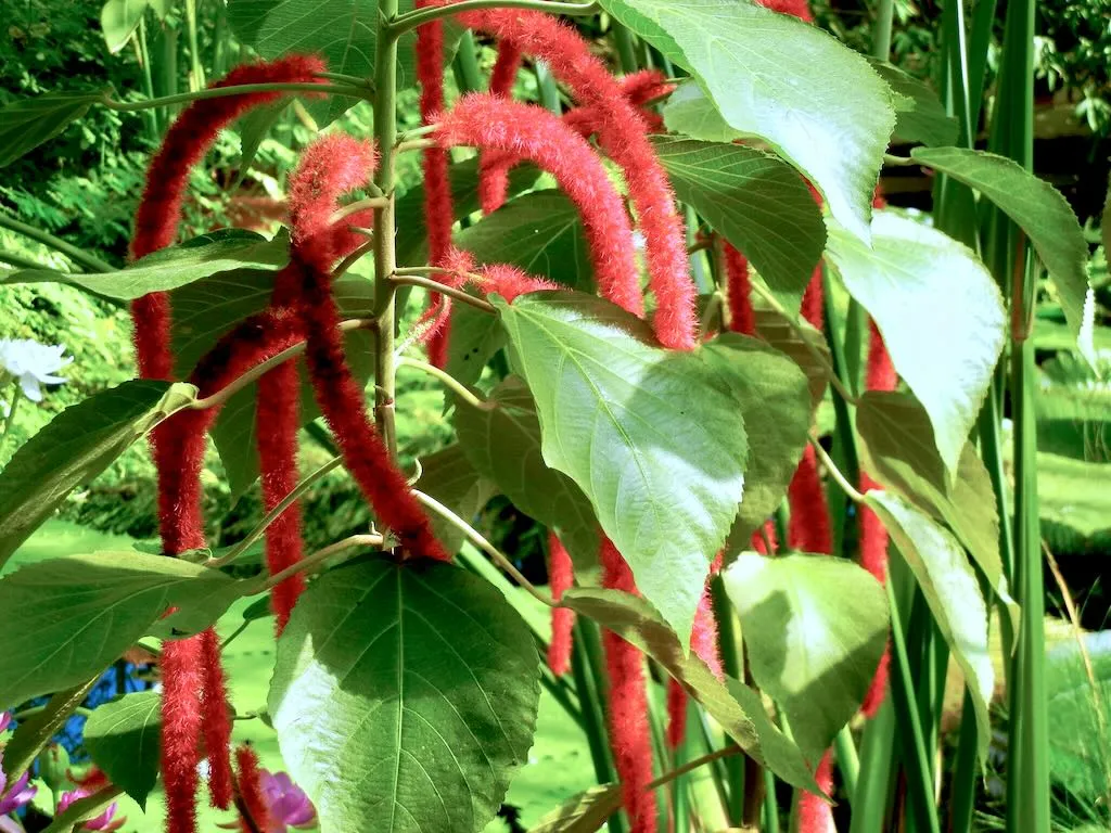 Euphorbiaceae Acalypha hispida