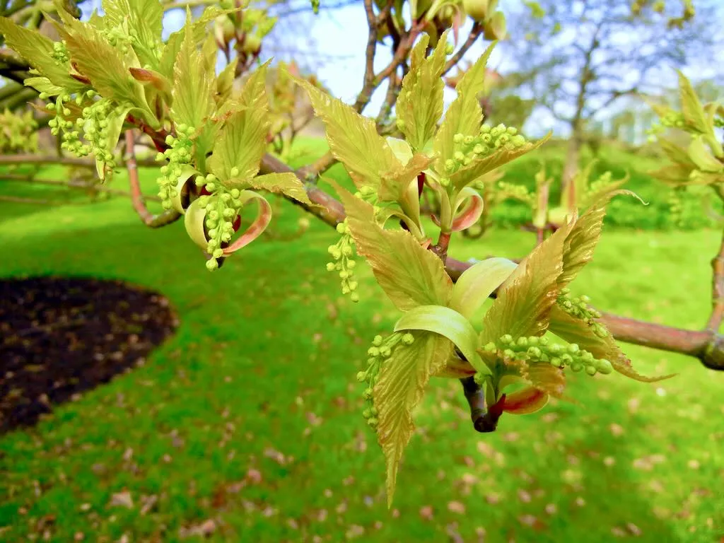 Acer capillipes - Online Flower Garden Acer capillipes