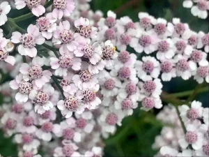 Achillea millefolium