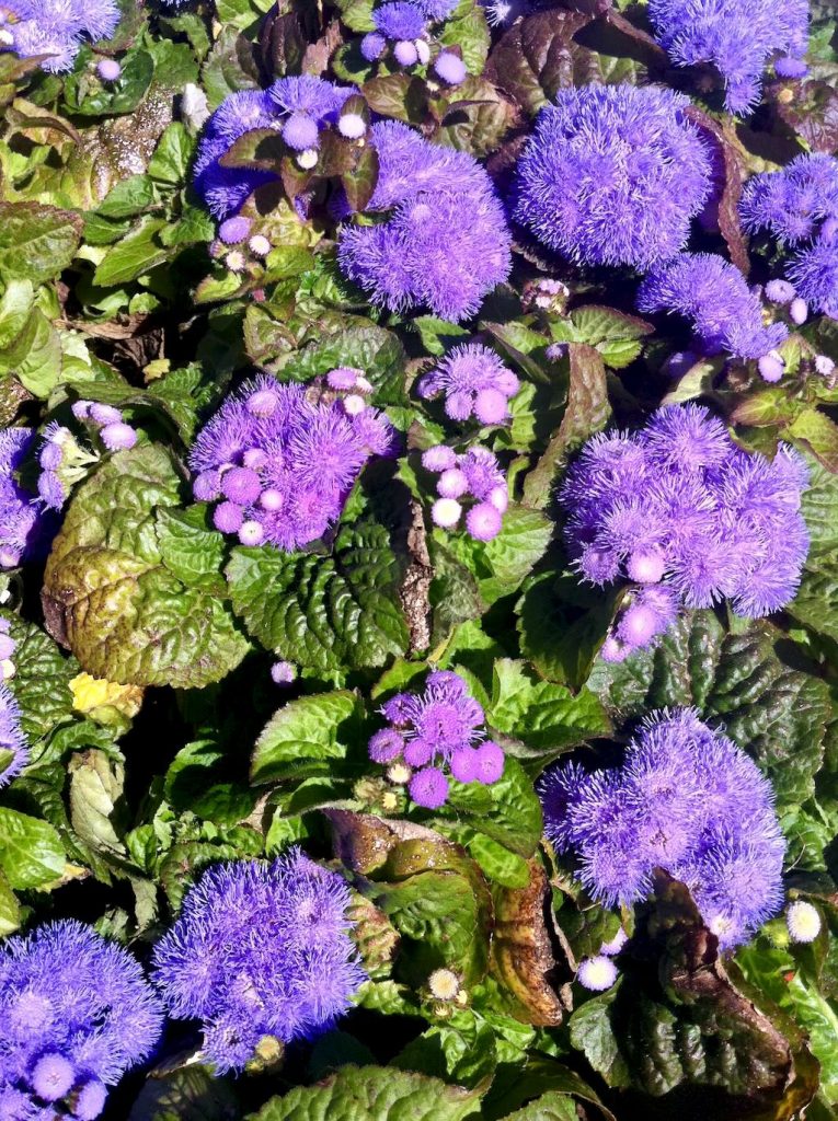 Ageratum houstonianum