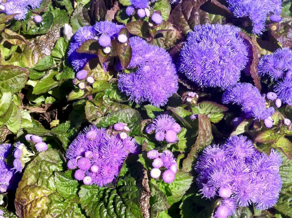 Ageratum houstonianum