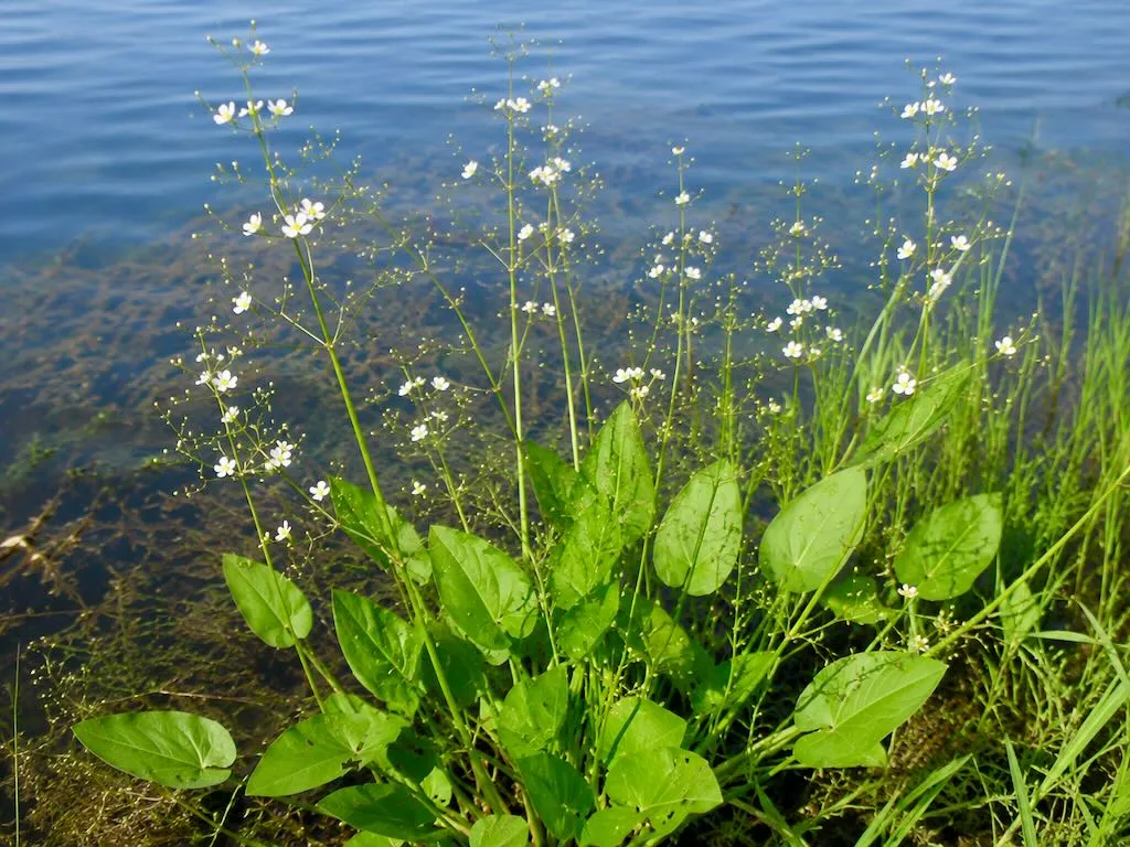 Alisma plantago-aquatica or Water Plantain