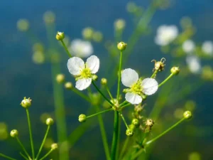 Alisma plantago-aquatica or Water Plantain