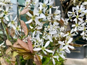 Amelanchier lamarckii