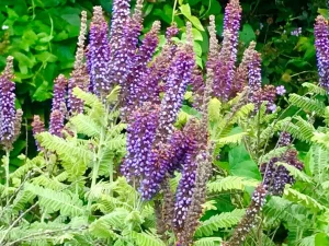 Amorpha canescens