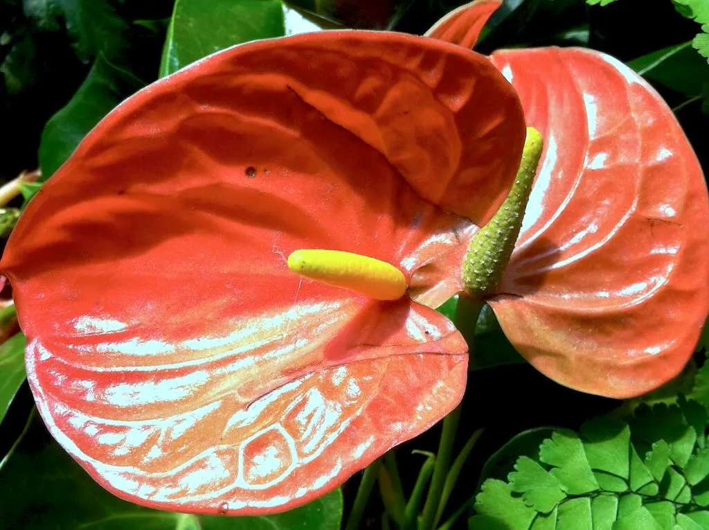 Anthurium andraeanum - Online Flower Garden Anthurium andraeanum