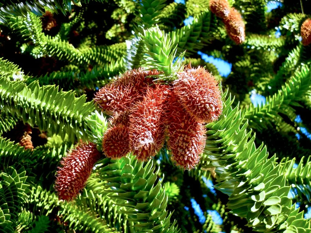 Araucaria araucana-2 - Online Flower Garden Araucaria araucana, Monkey Puzzle Tree