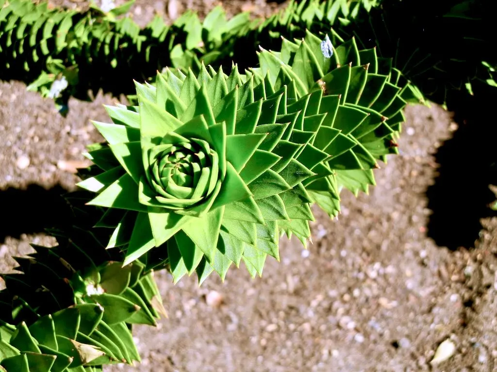 Araucaria araucana-3 - Online Flower Garden Araucaria araucana, Monkey Puzzle Tree