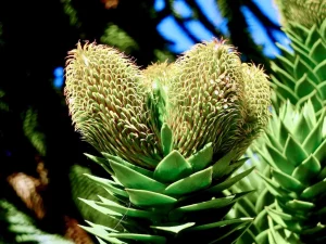 Araucaria araucana, Monkey Puzzle Tree