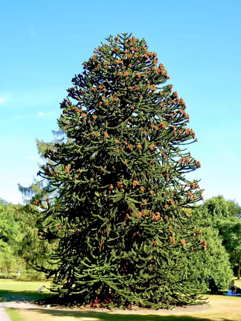 Araucaria araucana Monkey Puzzle Tree-1 - Online Flower Garden Araucaria araucana, Monkey Puzzle Tree