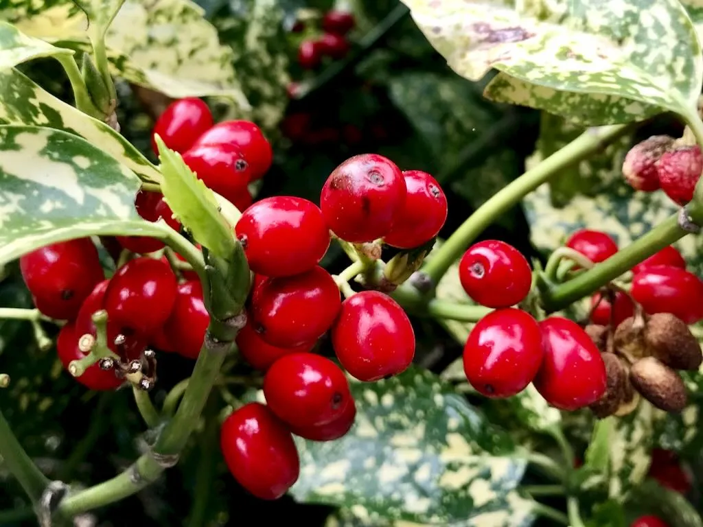 Aucuba japonica - Online Flower Garden Aucuba japonica