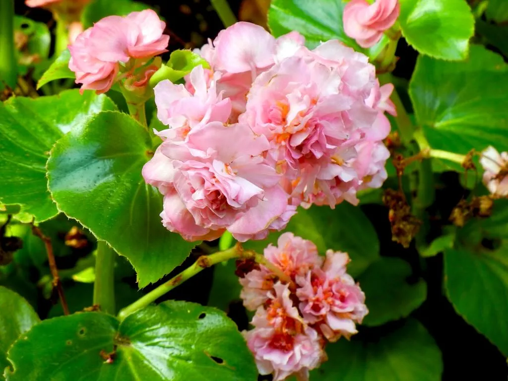 Begonia cucullata - Online Flower Garden Begonia cucullata