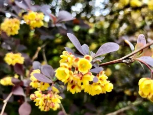 Berberis thunbergii f. atropurpurea ‘Concorde’