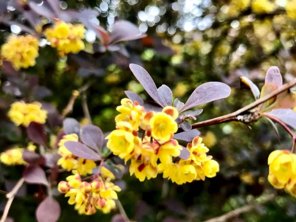 Berberis thunbergii Concorde - Online Flower Garden Berberis thunbergii f. atropurpurea ‘Concorde’