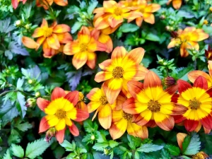 Bidens ferulifolia 'Blazing Fire'