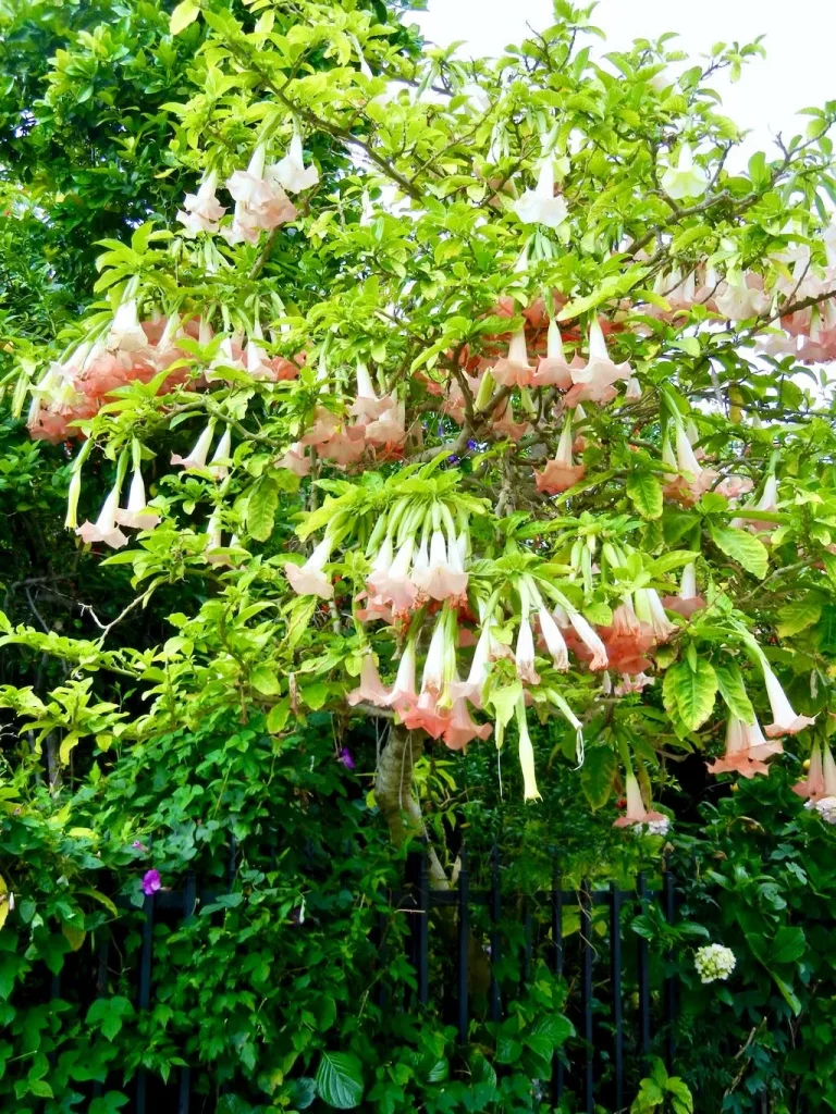 Brugmansia suaveolens