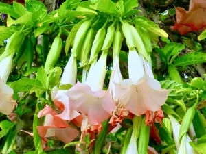 Brugmansia suaveolens