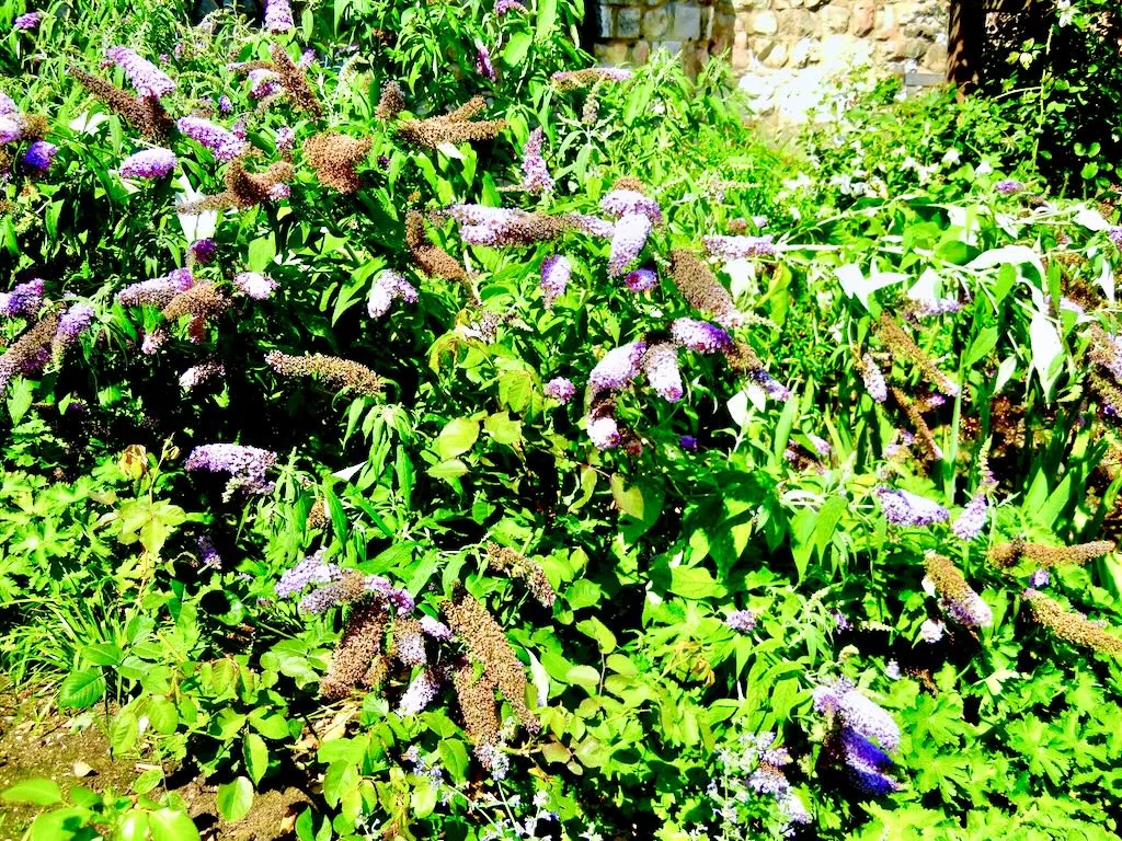 Buddleja davidii