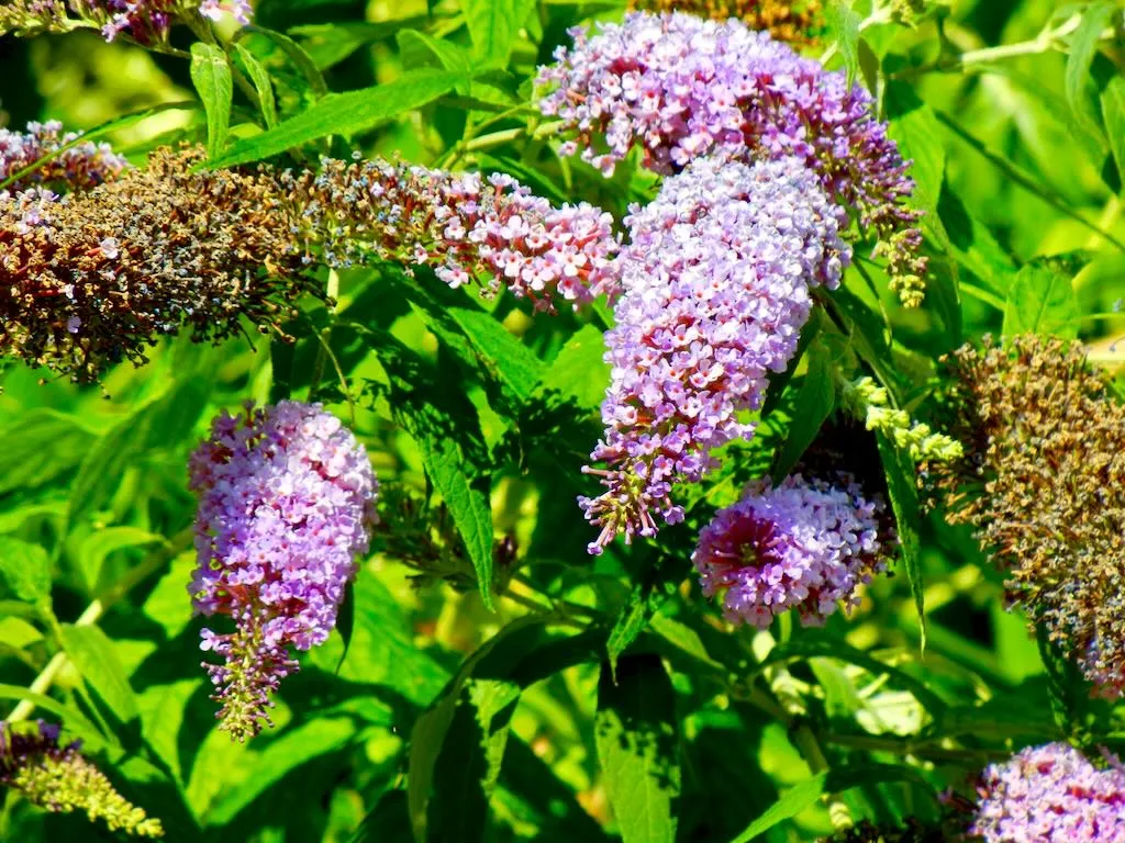 Buddleja davidii