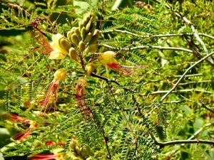 Caesalpinia gilliesii