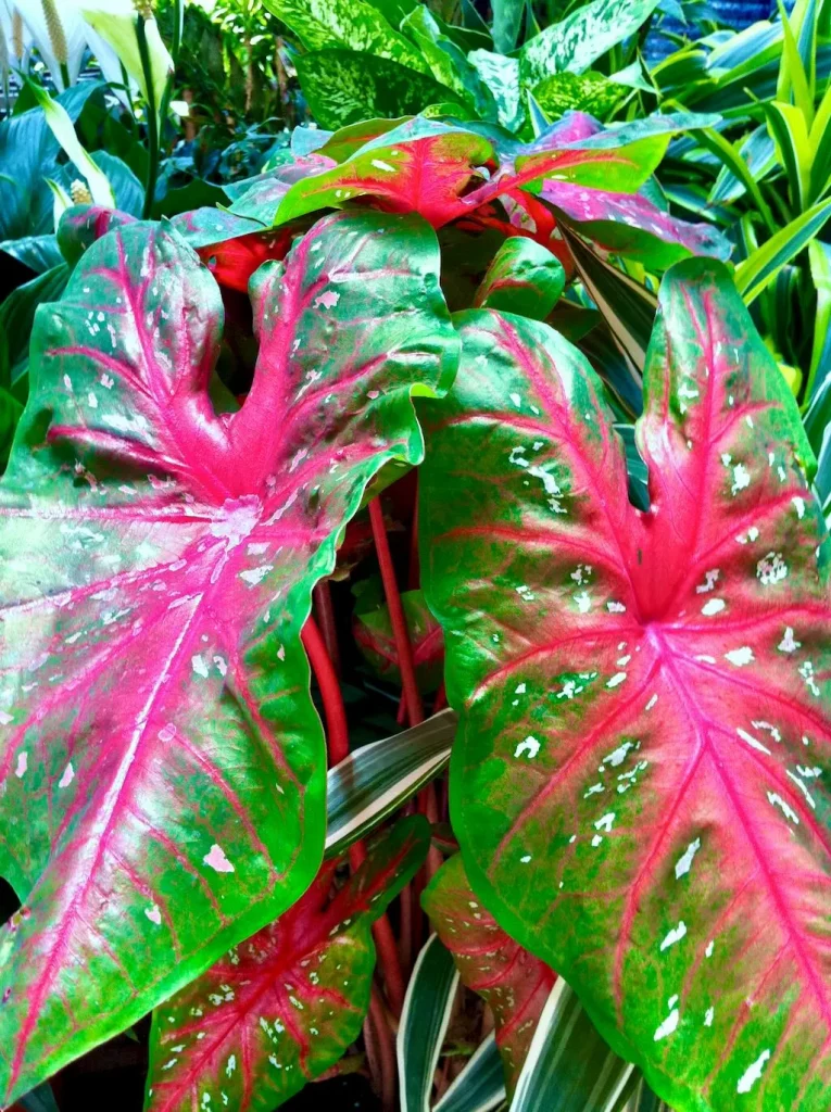 Caladium Bicolor