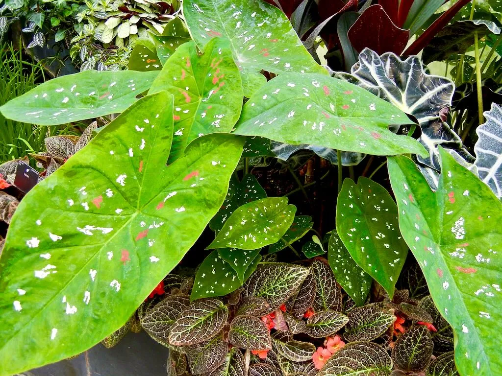Caladium Bicolor