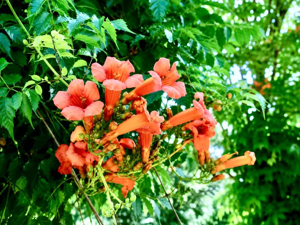 Campsis radicans-1 - Online Flower Garden Campsis radicans