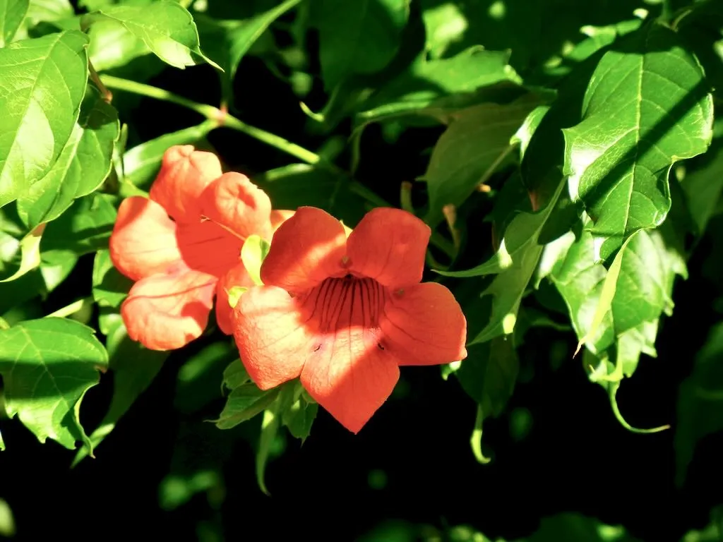 Campsis radicans - Online Flower Garden Campsis radicans