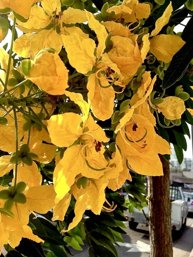 Cassia fistula-1 - Online Flower Garden Cassia fistula