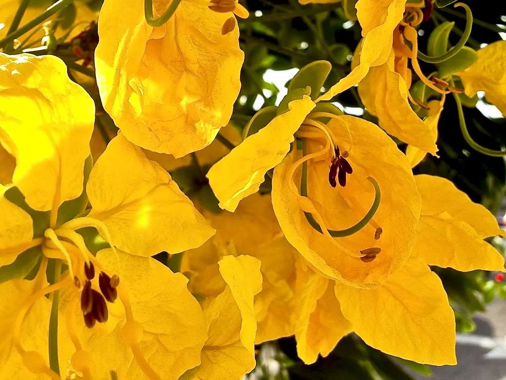 Cassia fistula - Online Flower Garden Cassia fistula