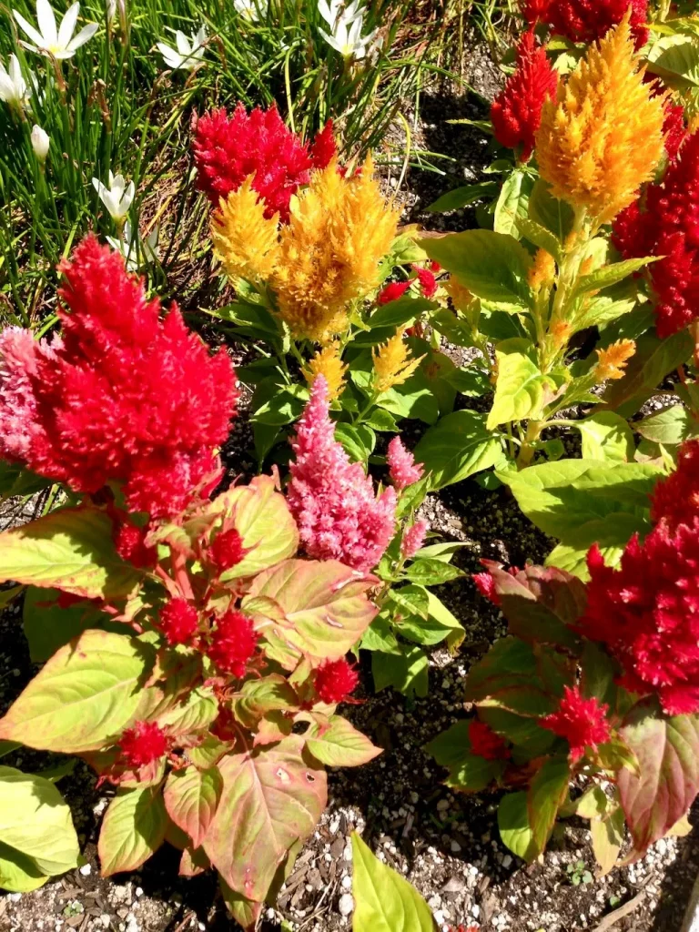 Celosia argentea'Plumosa'