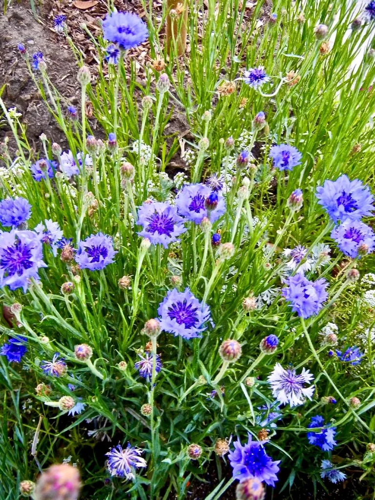 Centaurea cyanus-1 - Online Flower Garden Centaurea cyanus