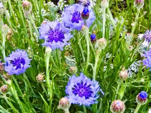Centaurea cyanus