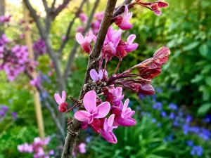 Cercis canadensis 'Forest Pansy'