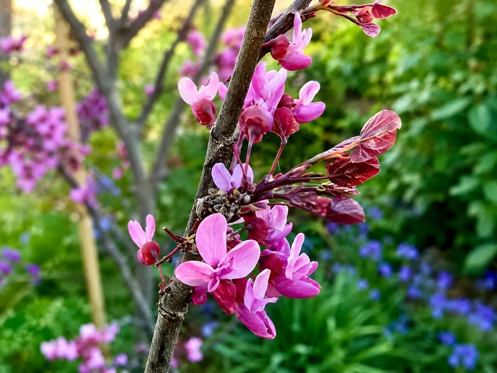 Cercis canadensis Forest Pansy - Online Flower Garden Cercis canadensis 'Forest Pansy'