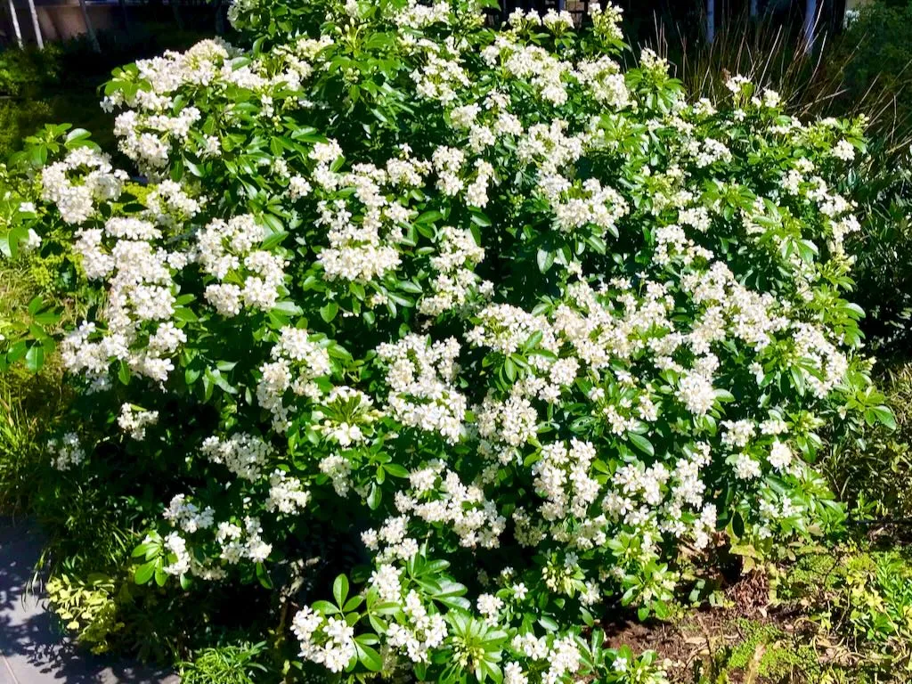 Rutaceae Choisya ternata