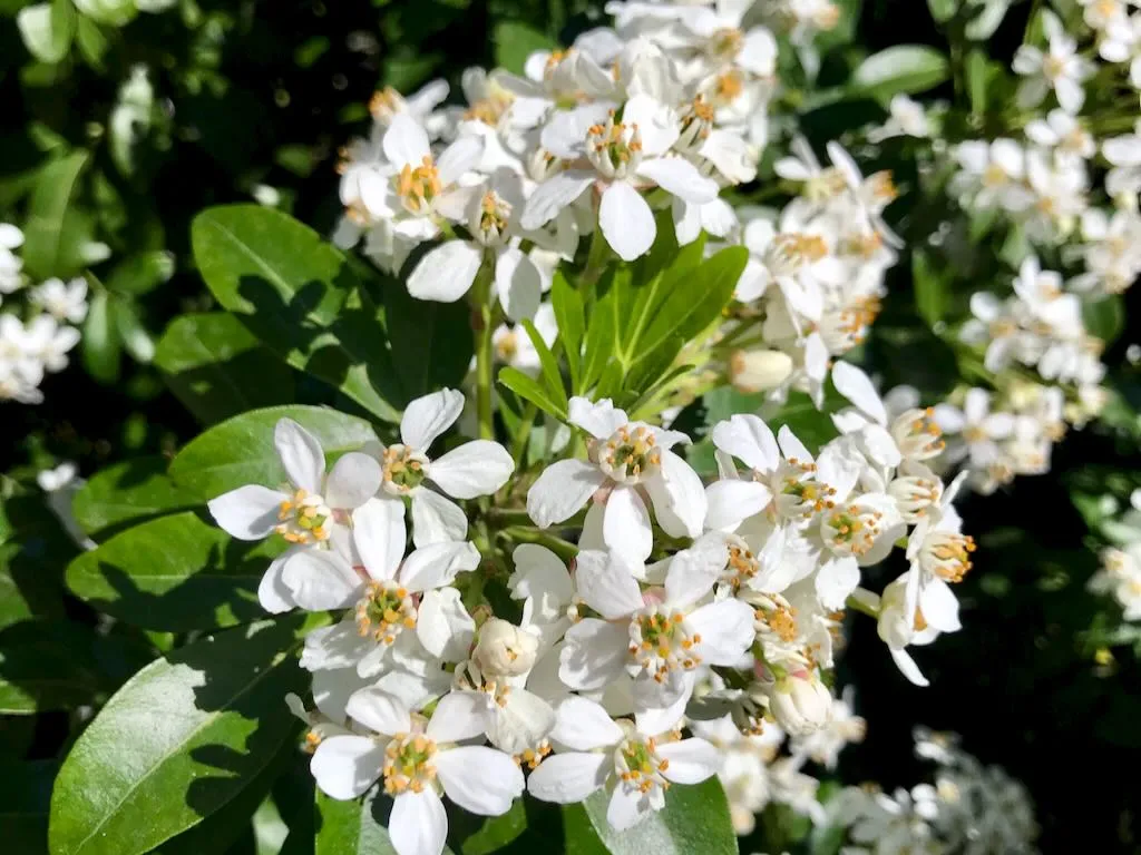 Choisya ternata