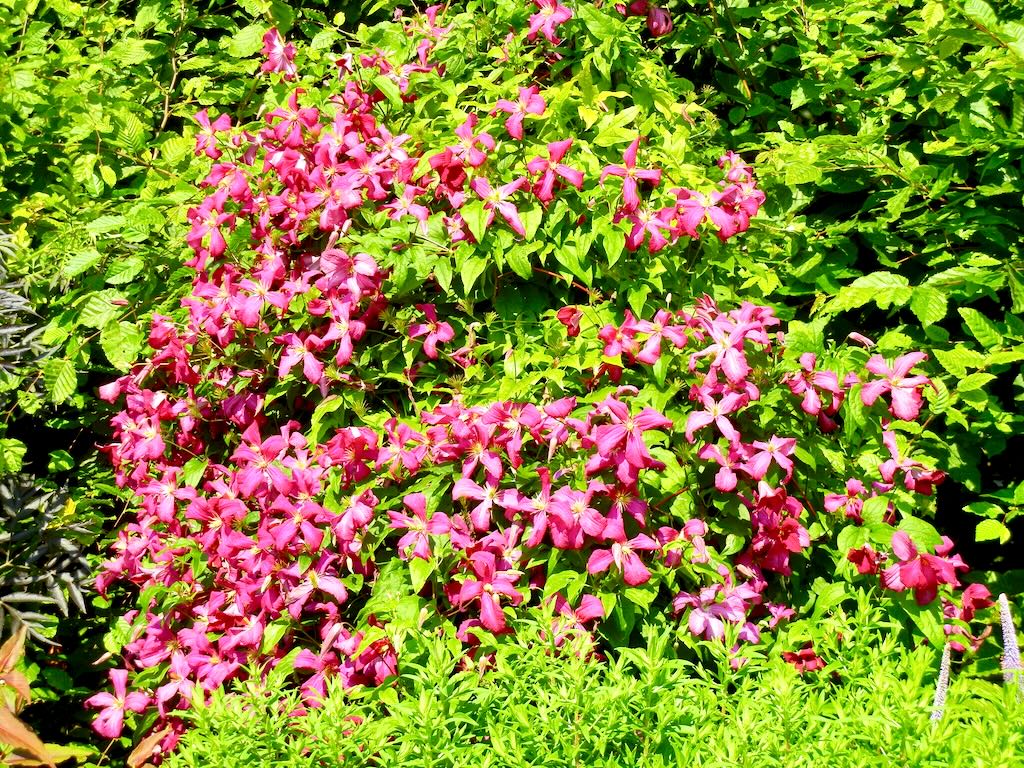 Clematis viticella'Abundance'